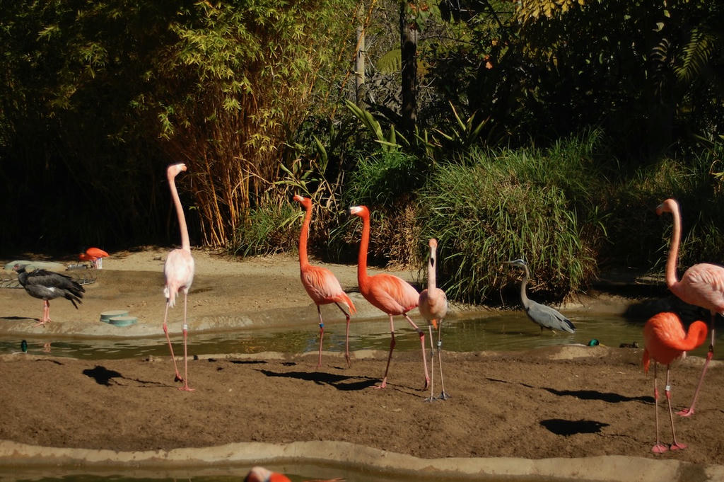 Flamingos