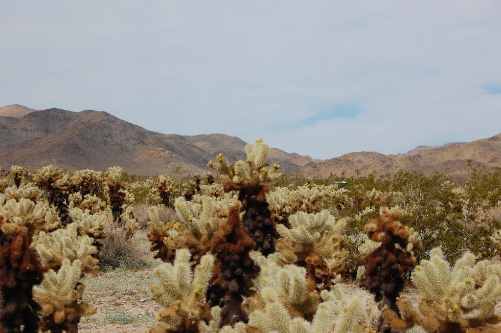 Joshua trees