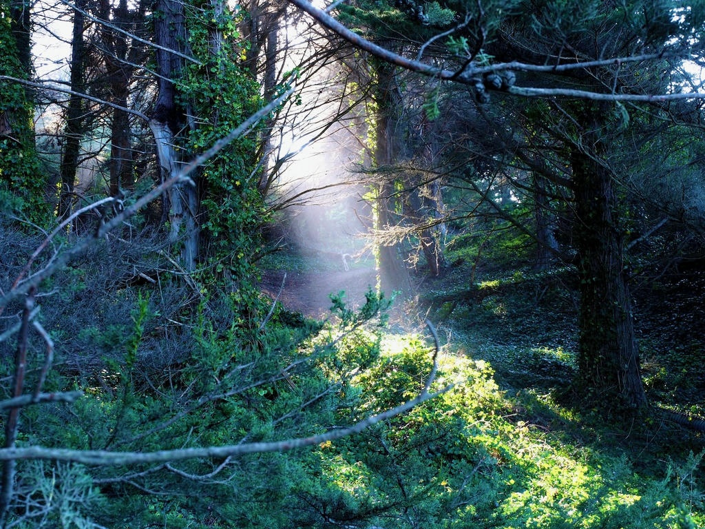 Sunbeam
