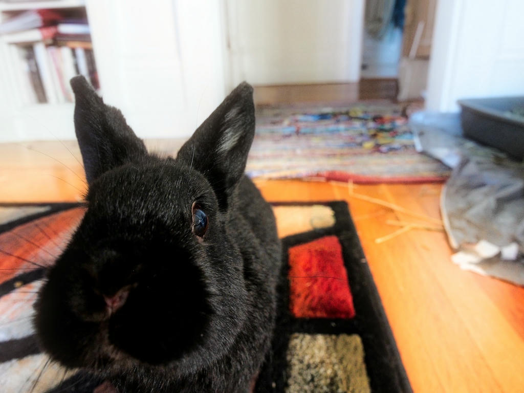 Alot the bunny