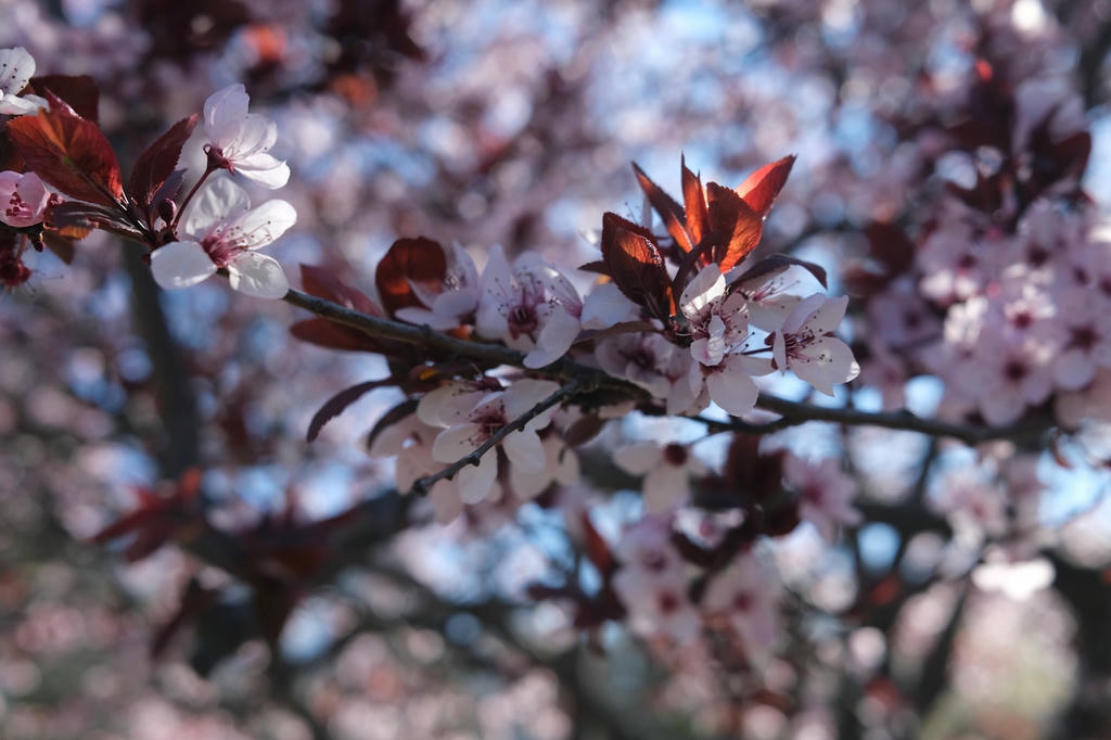 Cherry blossoms